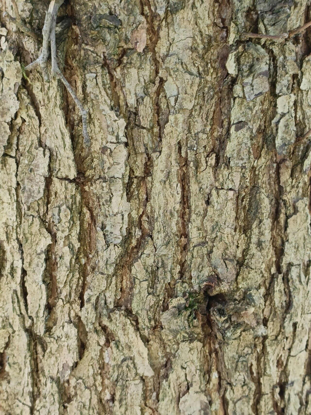 Quercus oglethorpensis bark
