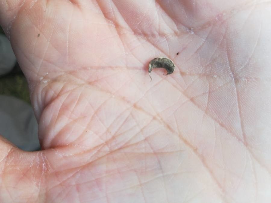 Medicago hybrida fruit