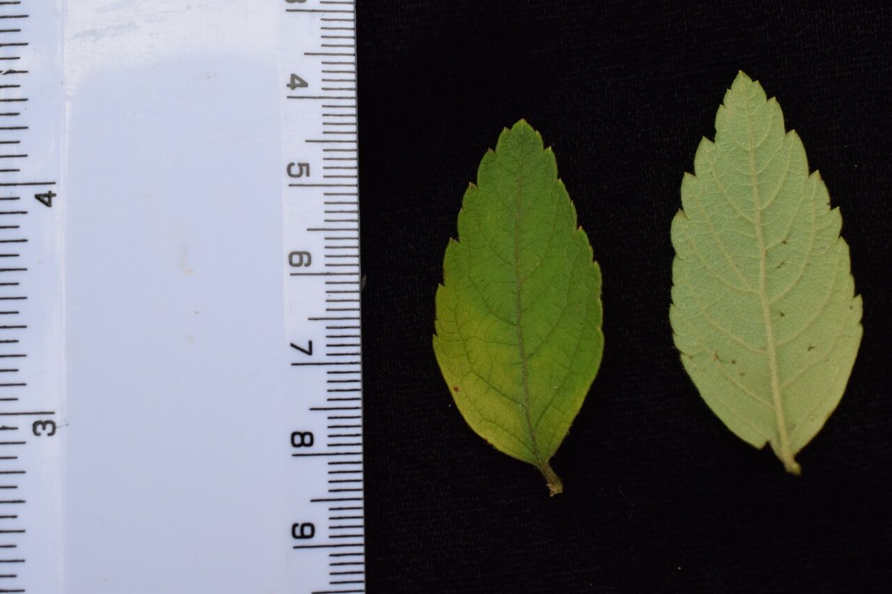 Spiraea micrantha other