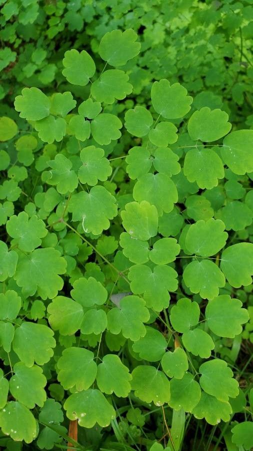 Thalictrum dioicum leaf