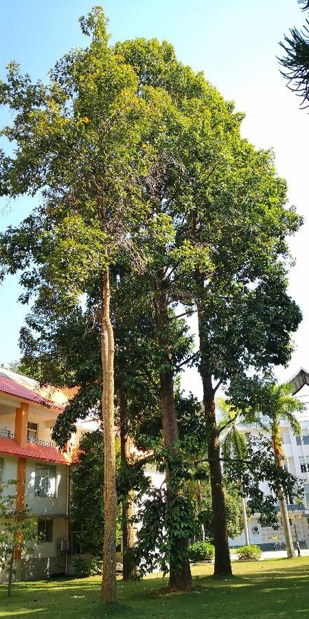 Dipterocarpus turbinatus habit