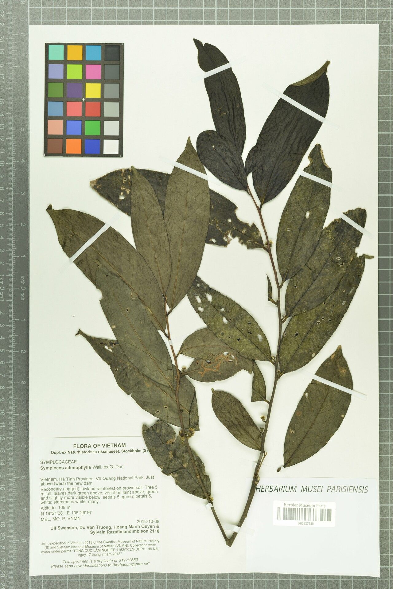 Symplocos adenophylla — related species from the same genus