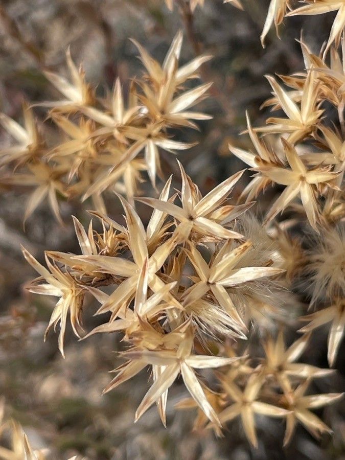 Sedum stelliforme leaf