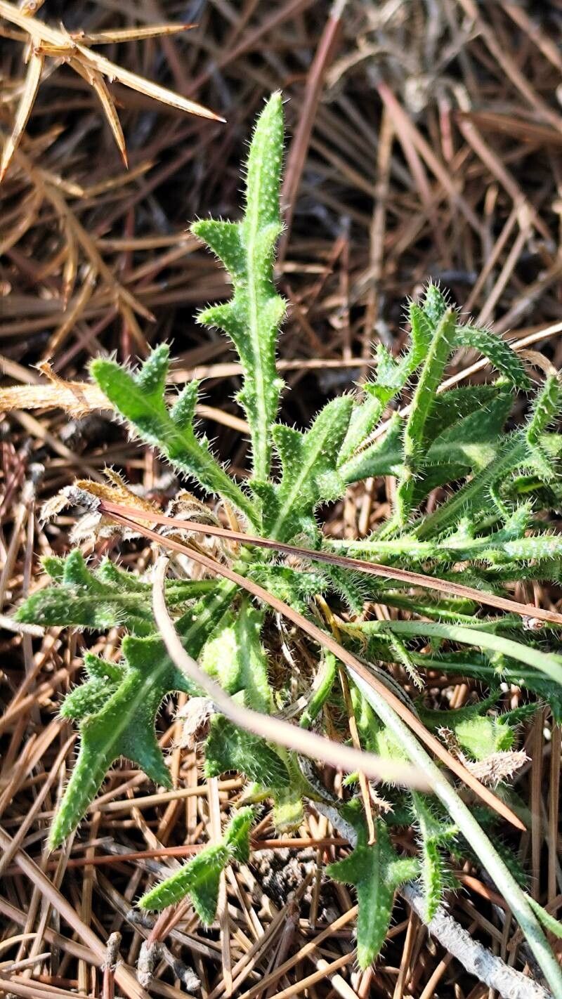 Biscutella caroli-pauana — houseplant care guide