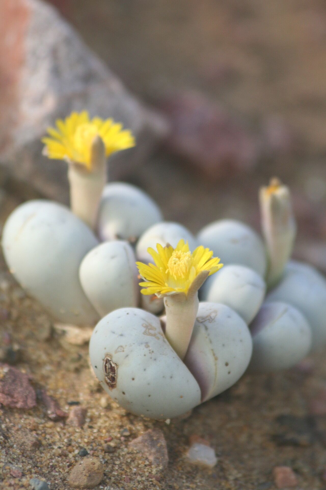 Lithops ruschiorum habit