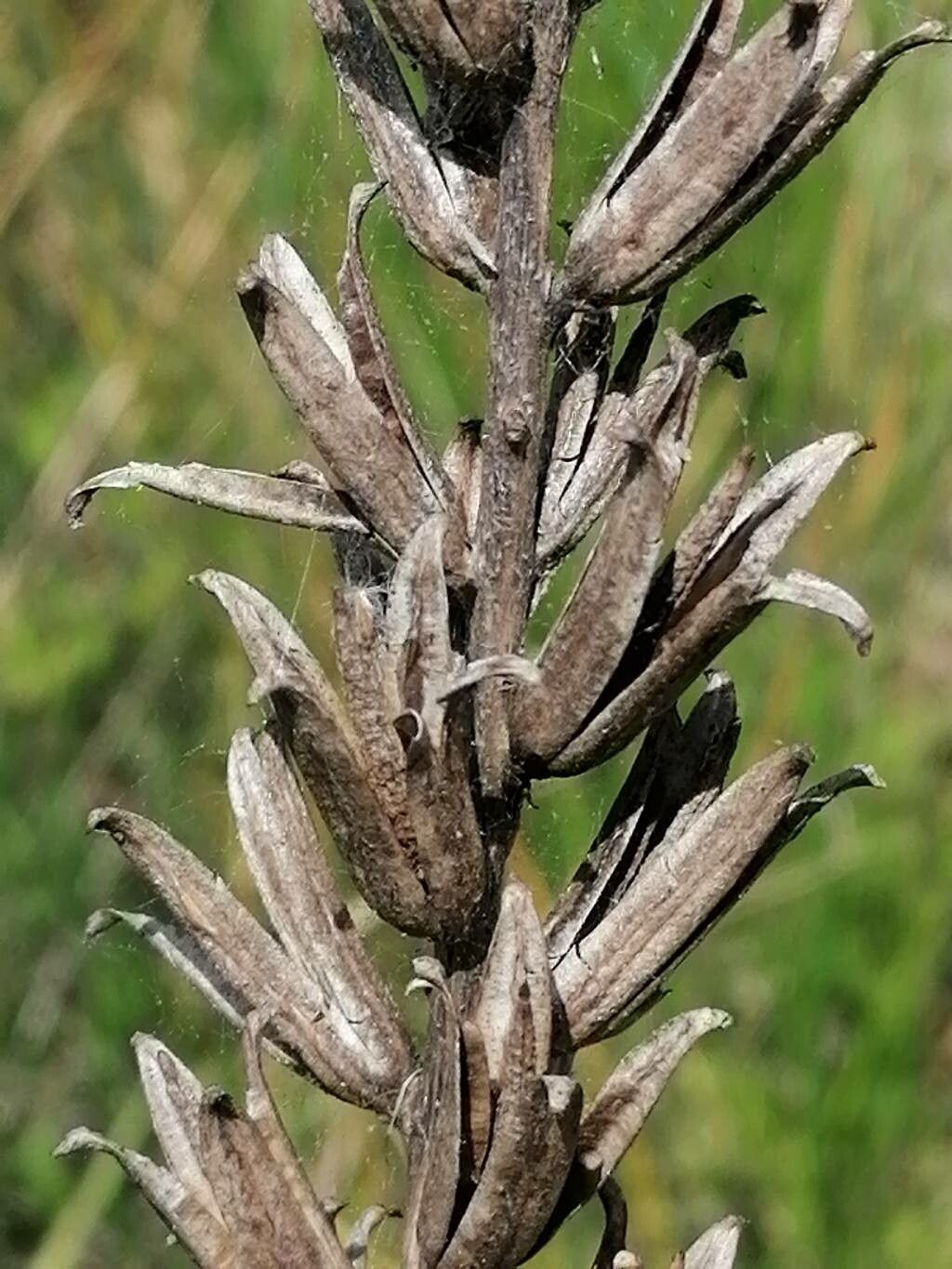 Oenothera × fallax fruit