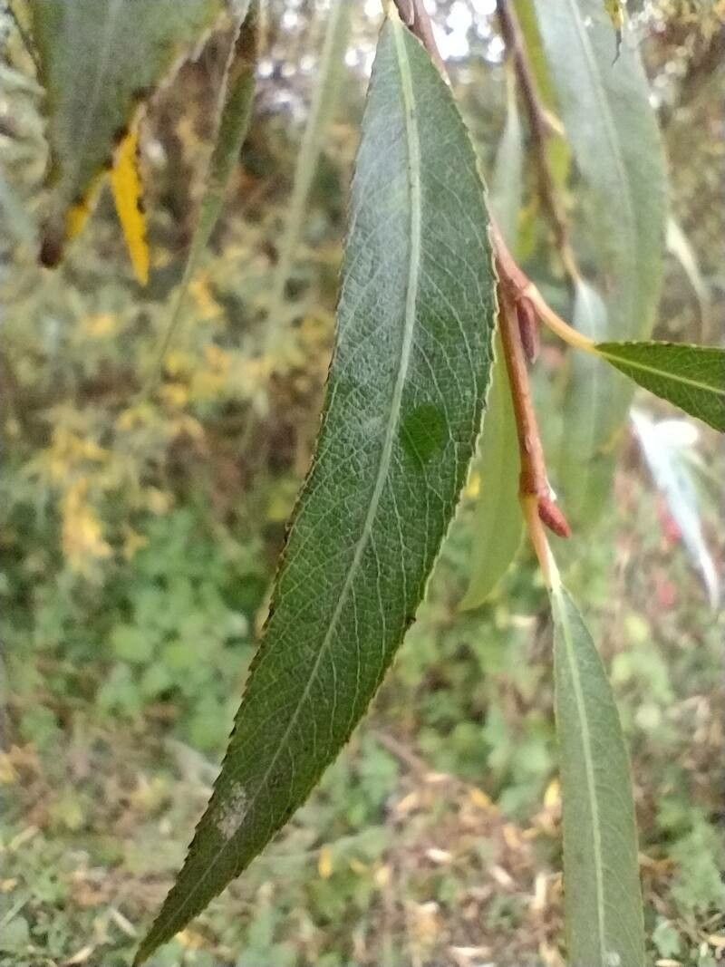 Salix x rubens — houseplant care guide