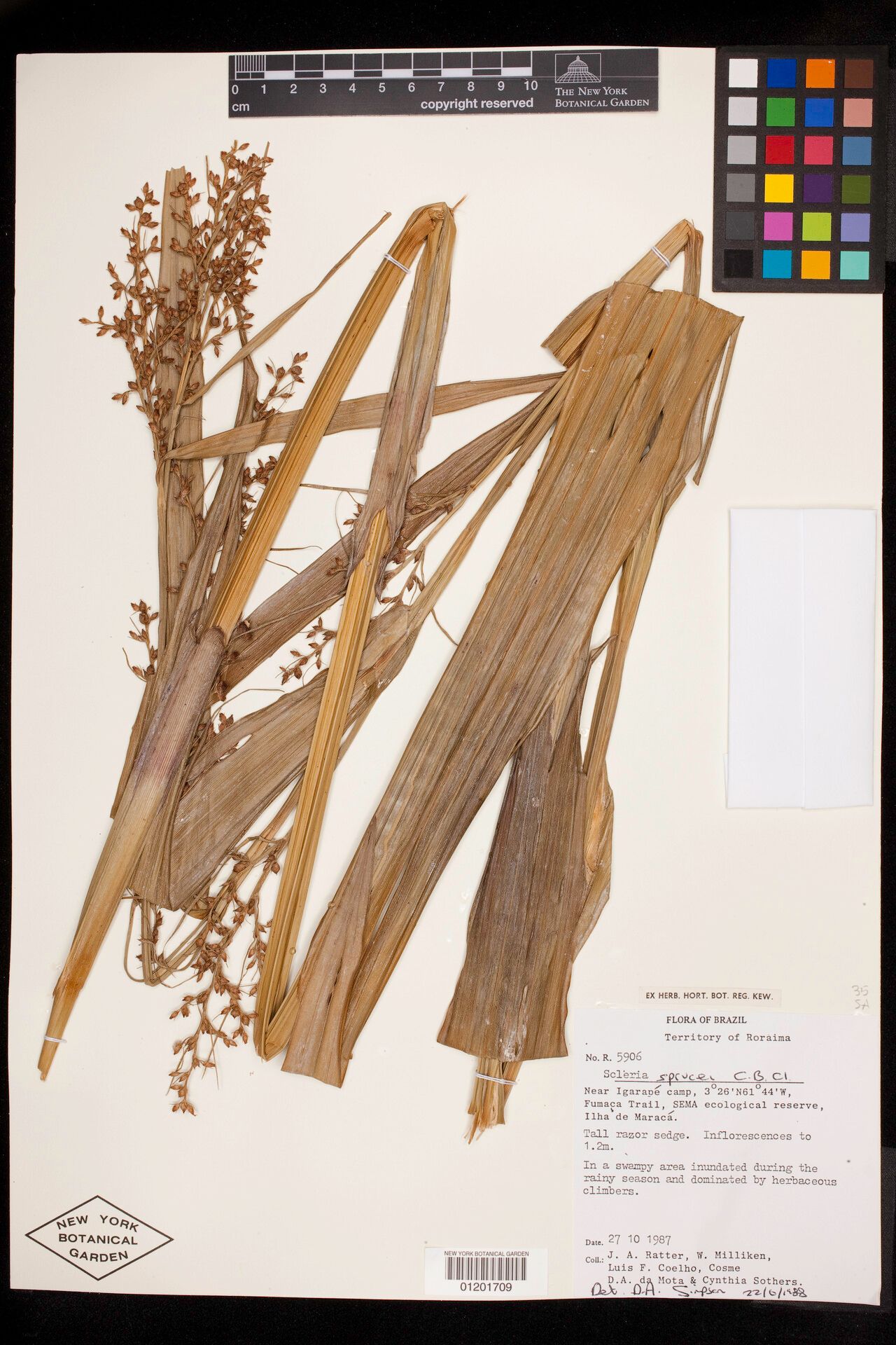 Scleria sprucei fruit