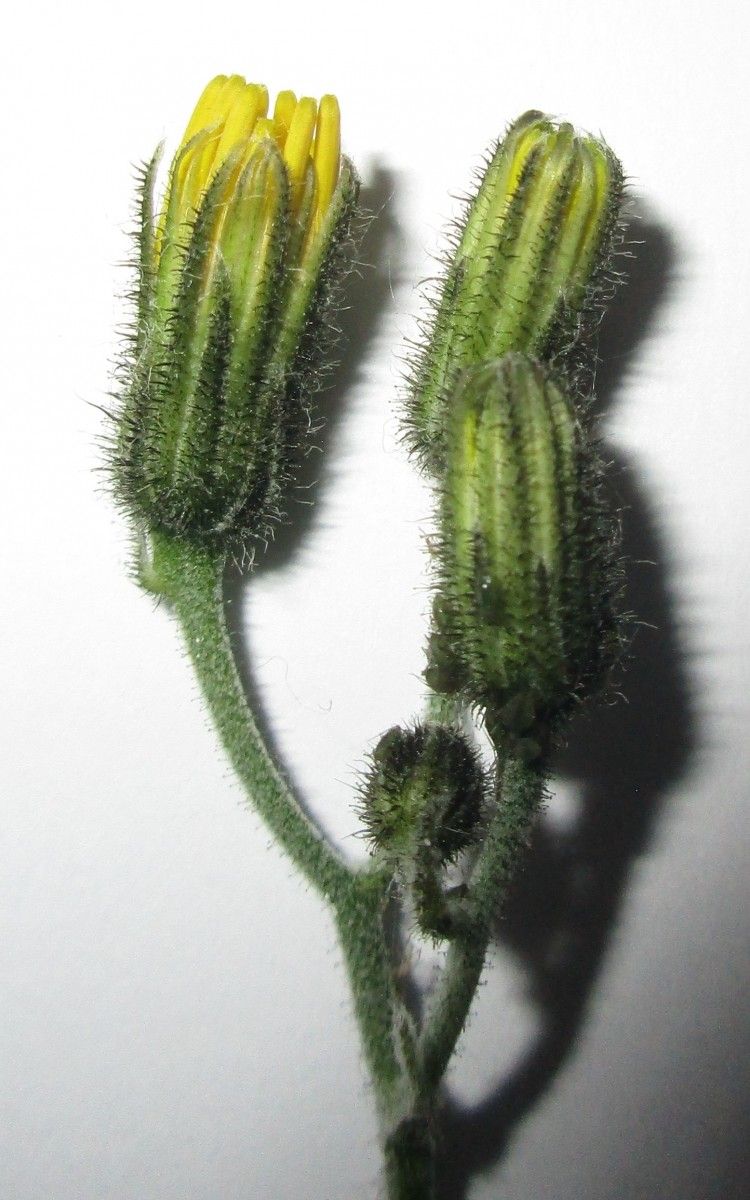 Hieracium ovalifolium flower