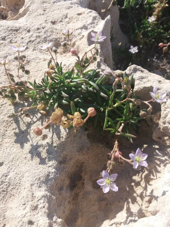 Spergula rupicola flower