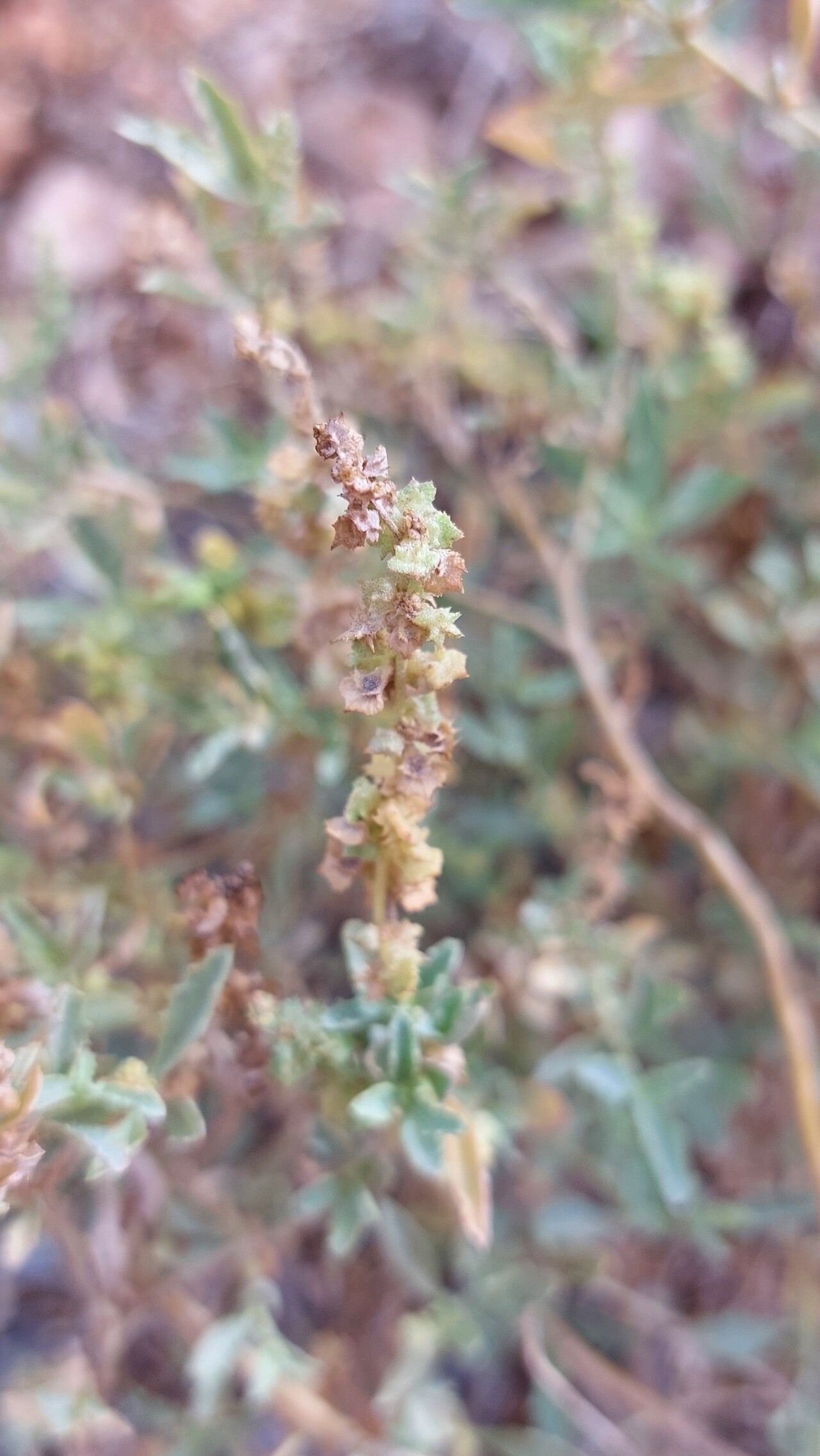Atriplex semilunaris fruit