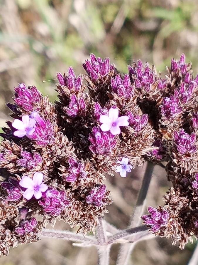 Verbena brasiliensis flower