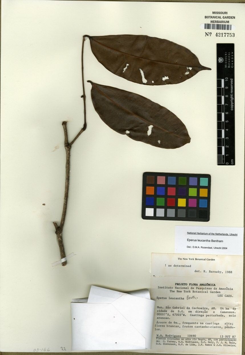 Eperua leucantha — houseplant care guide