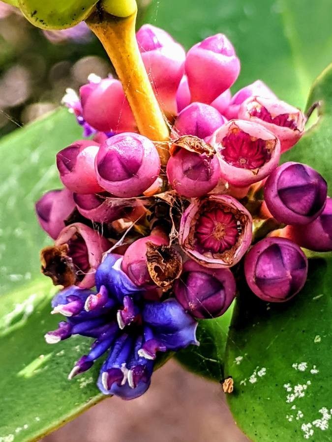 Meriania macrophylla — related species from the same genus