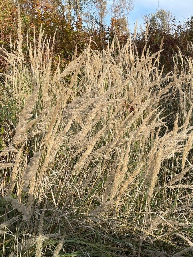 Calamagrostis epigejos