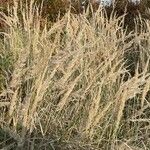 Calamagrostis epigejos
