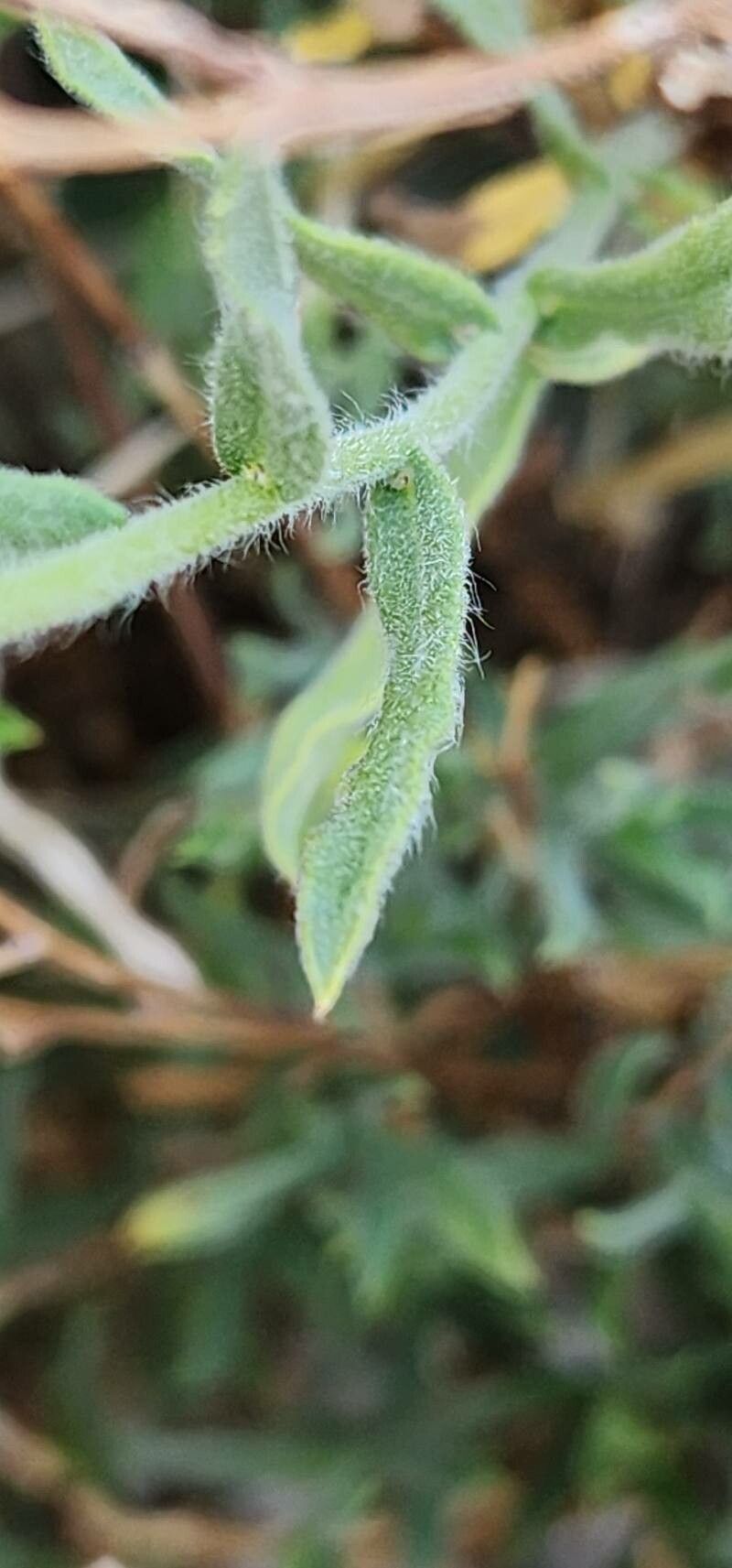 Pulicaria aucheri — related species from the same genus