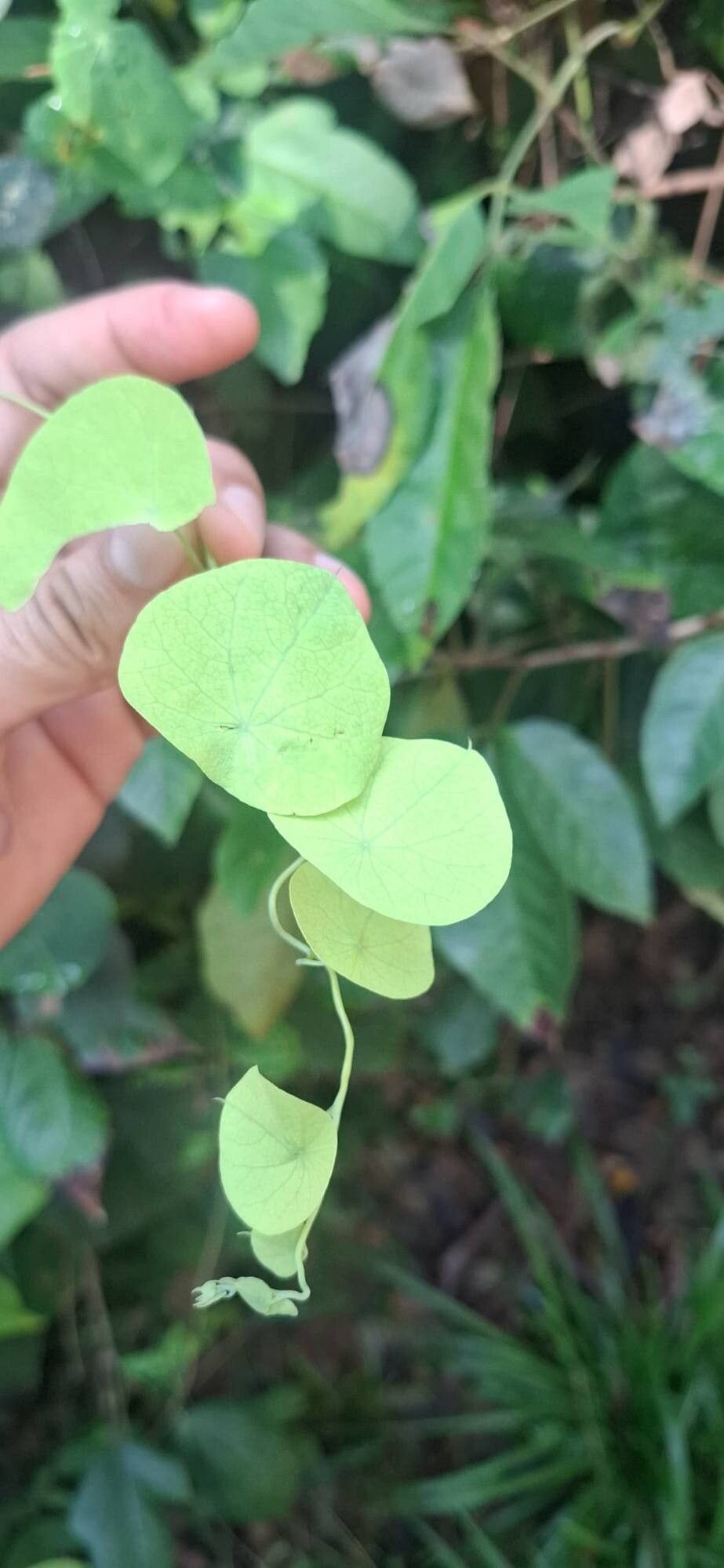 Cissampelos tropaeolifolia — houseplant care guide