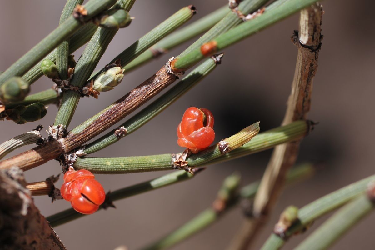 Ephedra breana fruit