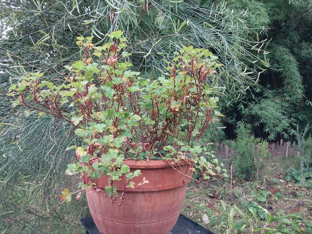 Pelargonium sublignosum habit