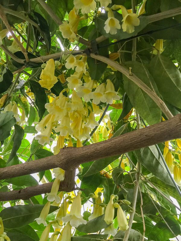 Anemopaegma chamberlaynii — houseplant care guide