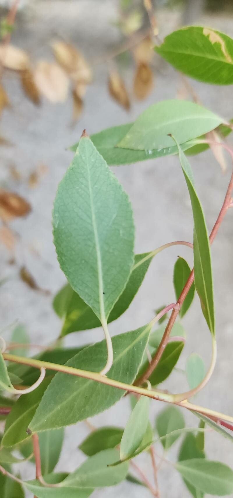 Salix acmophylla leaf