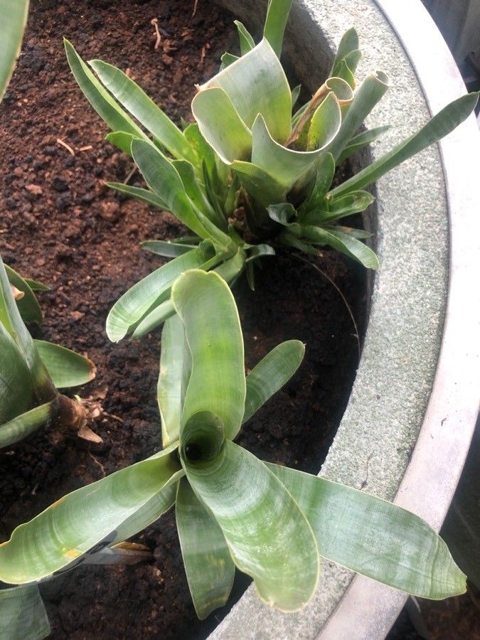 Brocchinia reducta — search result for 'Guyana'