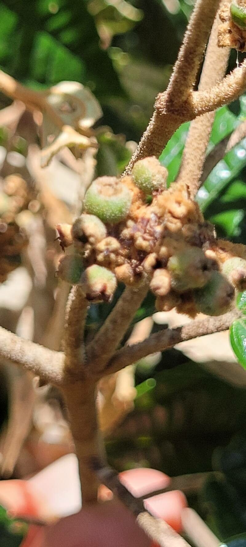 Miconia stevensiana fruit
