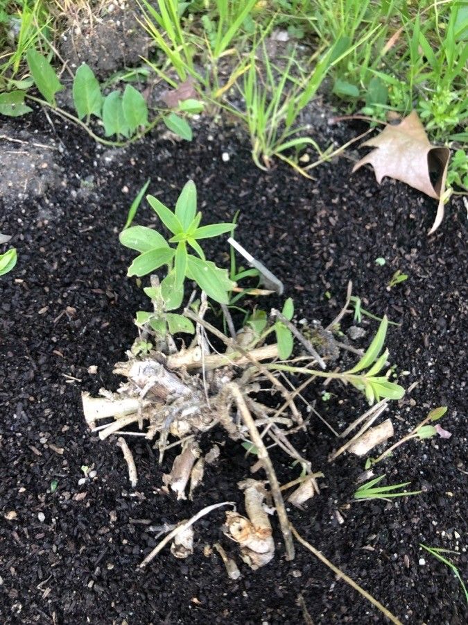 Antirrhinum valentinum — search result for 'Antirrhinum'