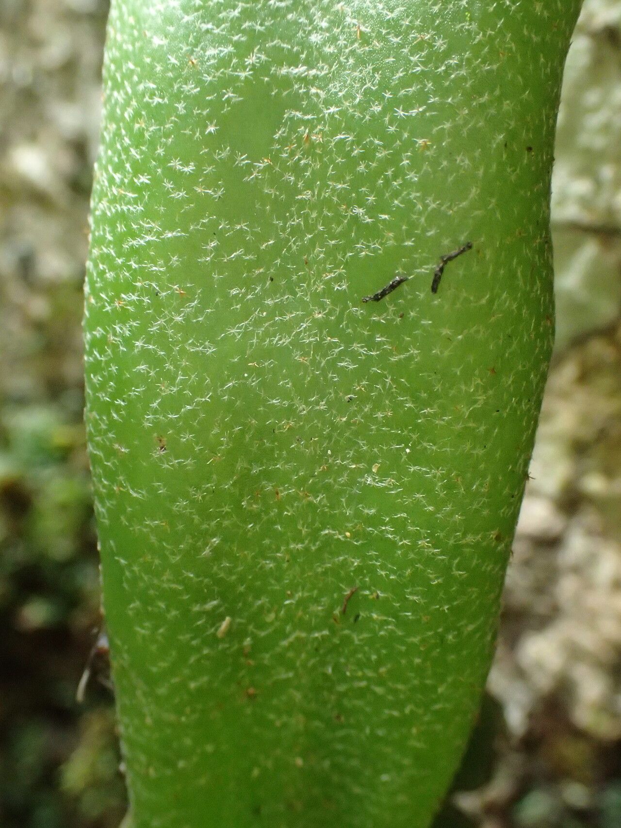 Pyrrosia schimperiana — houseplant care guide