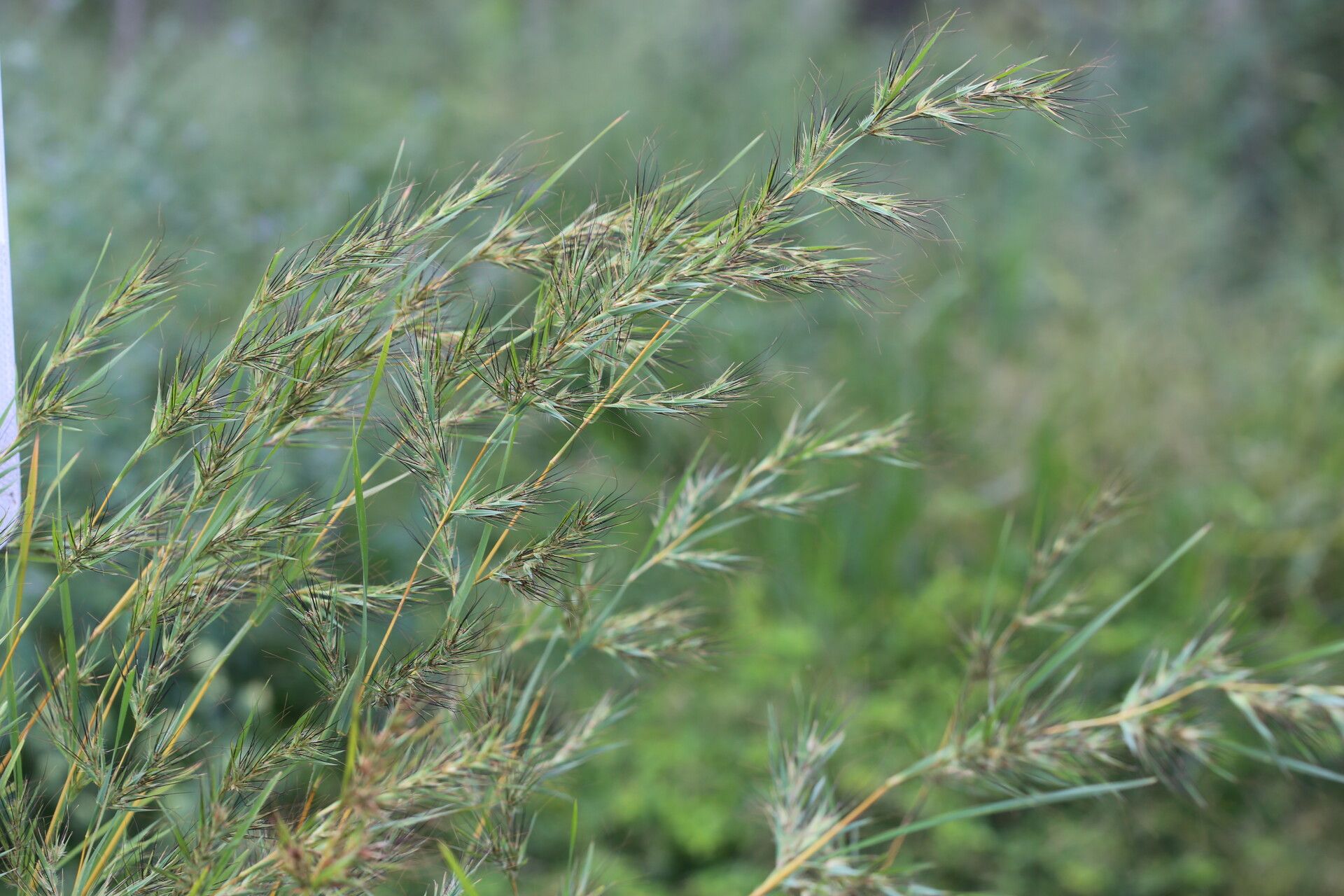 Themeda quadrivalvis flower
