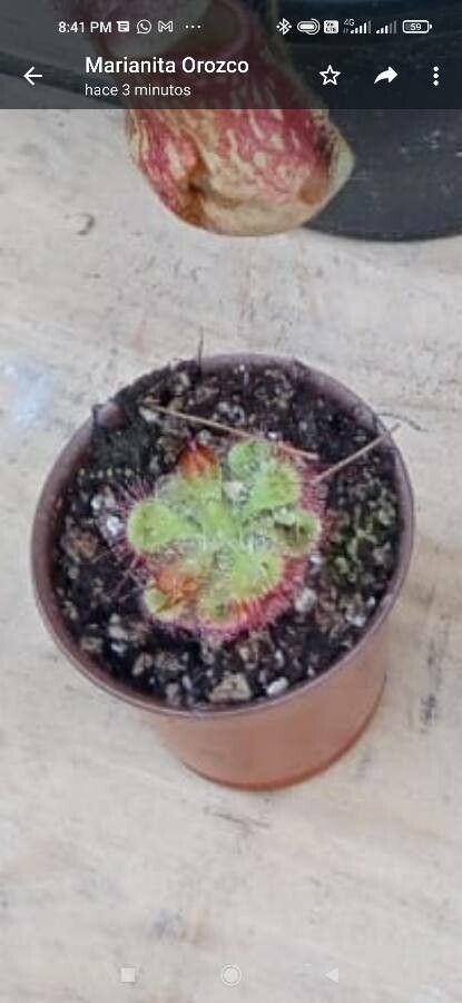 Drosera kansaiensis — search result for 'Drosera'