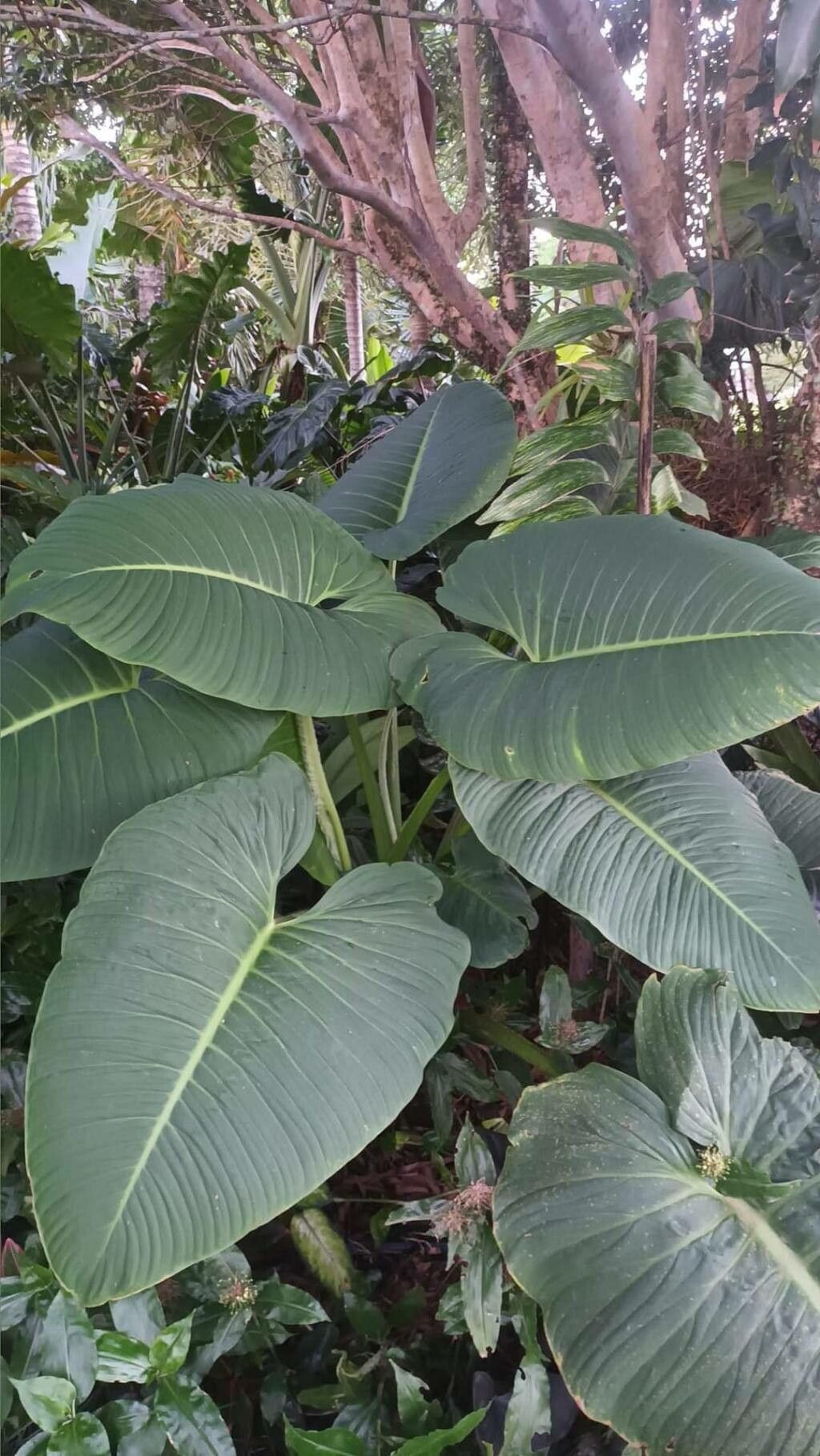 Schismatoglottis corneri — related species from the same genus