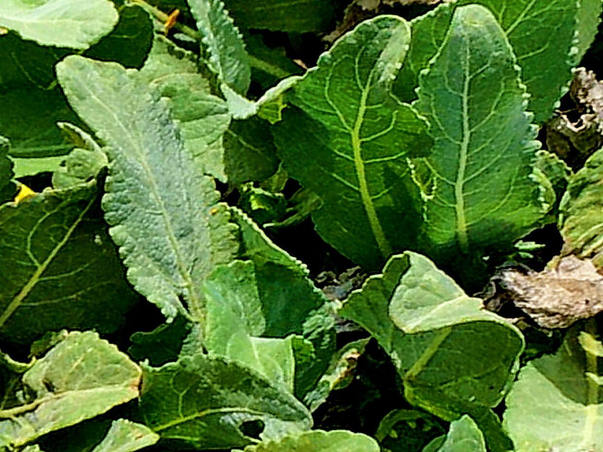 Berlandiera monocephala