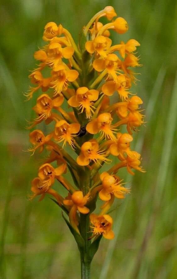 Platanthera cristata — search result for 'Orchidaceae'