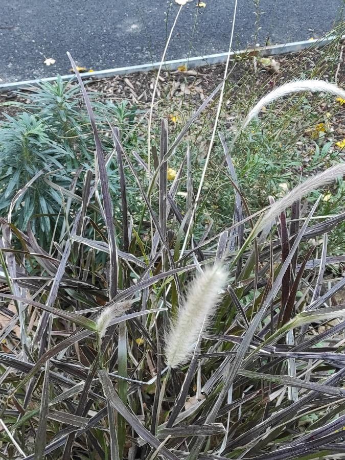Pennisetum purpureum fruit