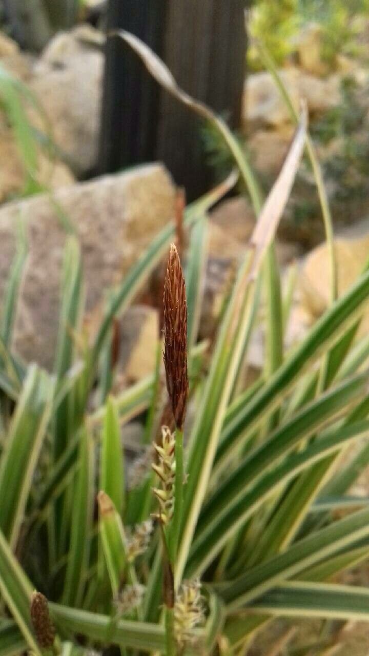 Carex umbrosa flower