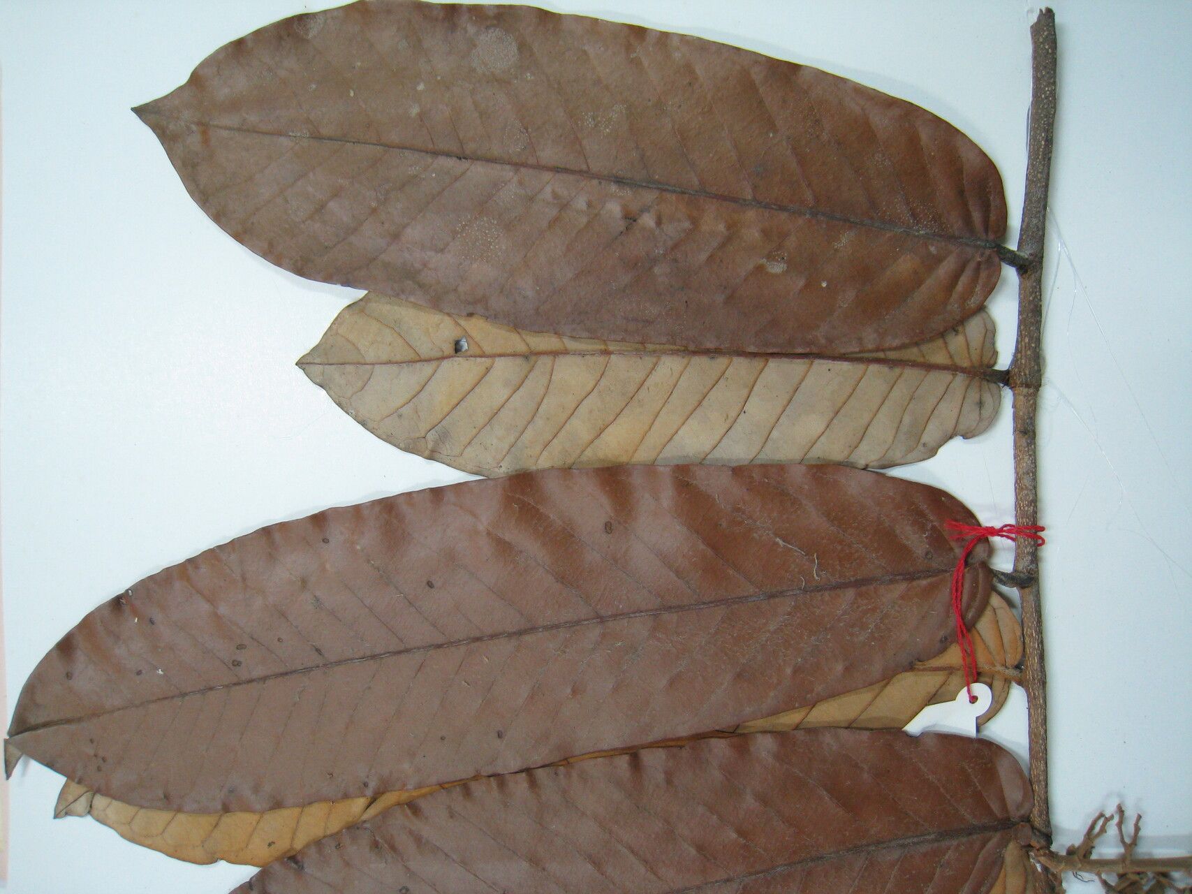 Couepia caryophylloides other