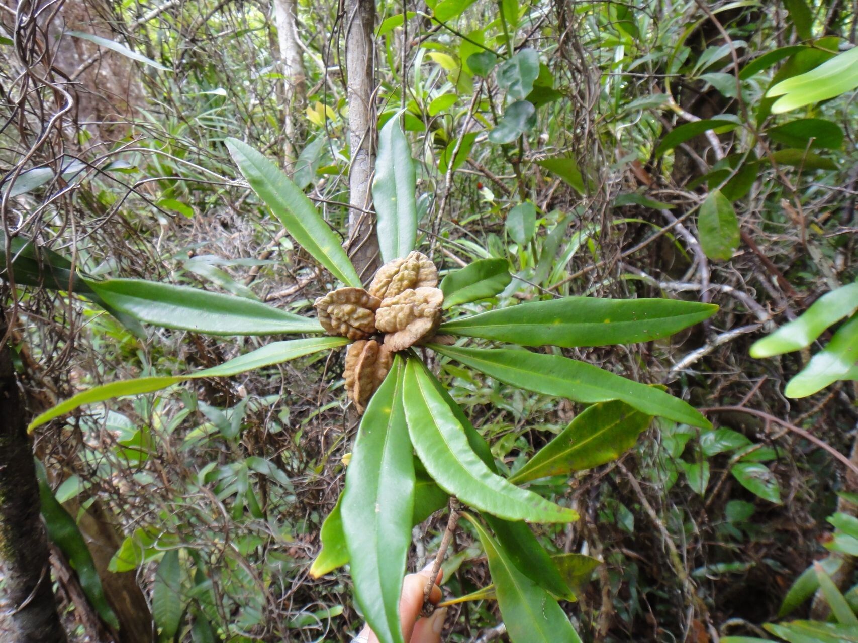 Pittosporum poueboense fruit