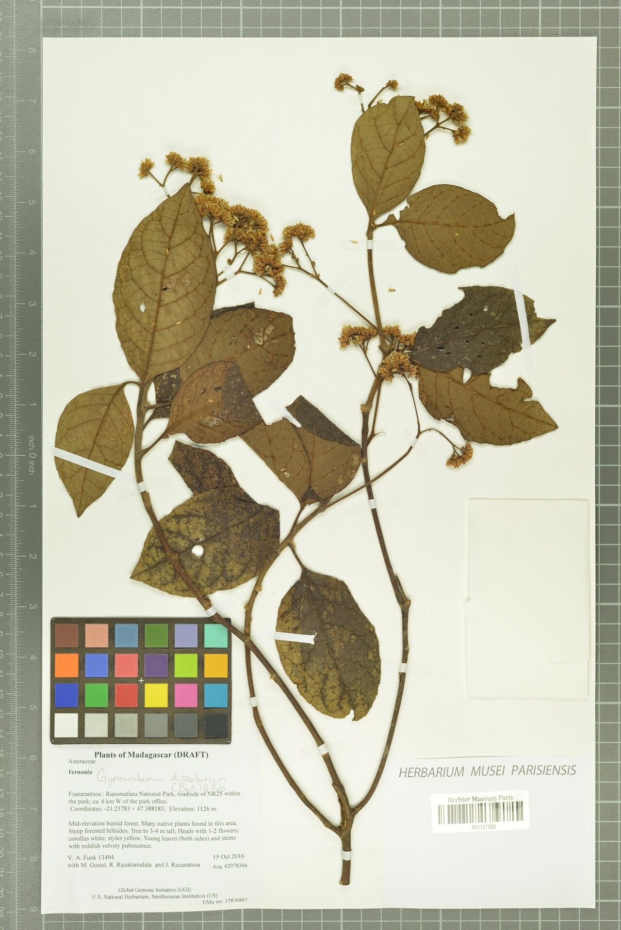 Gymnanthemum dissolutum — houseplant care guide