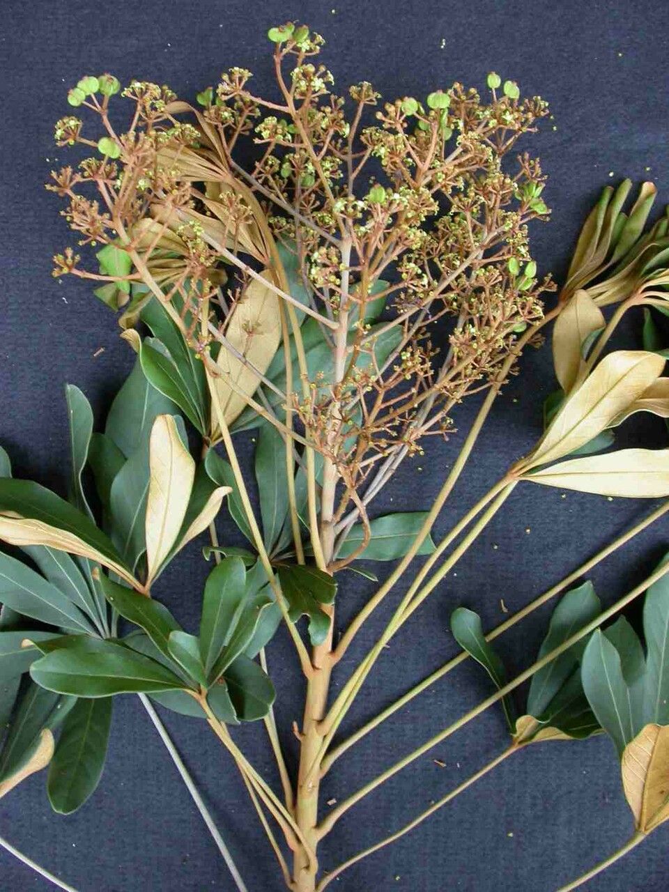 Schefflera vinosa fruit