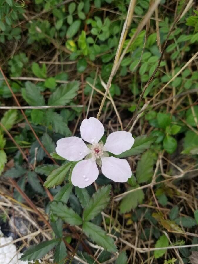 Rubus cuneifolius — pet friendly houseplant