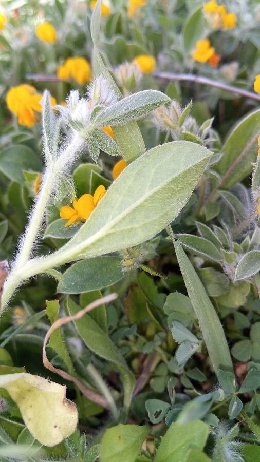 Anthyllis circinnata — related species from the same genus
