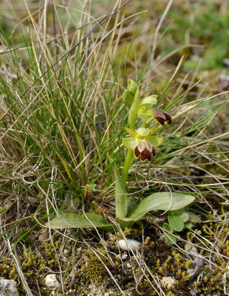 Ophrys delforgei habit