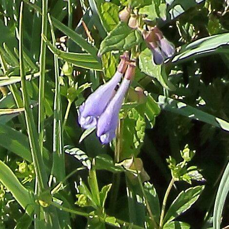 Scutellaria hastifolia flower