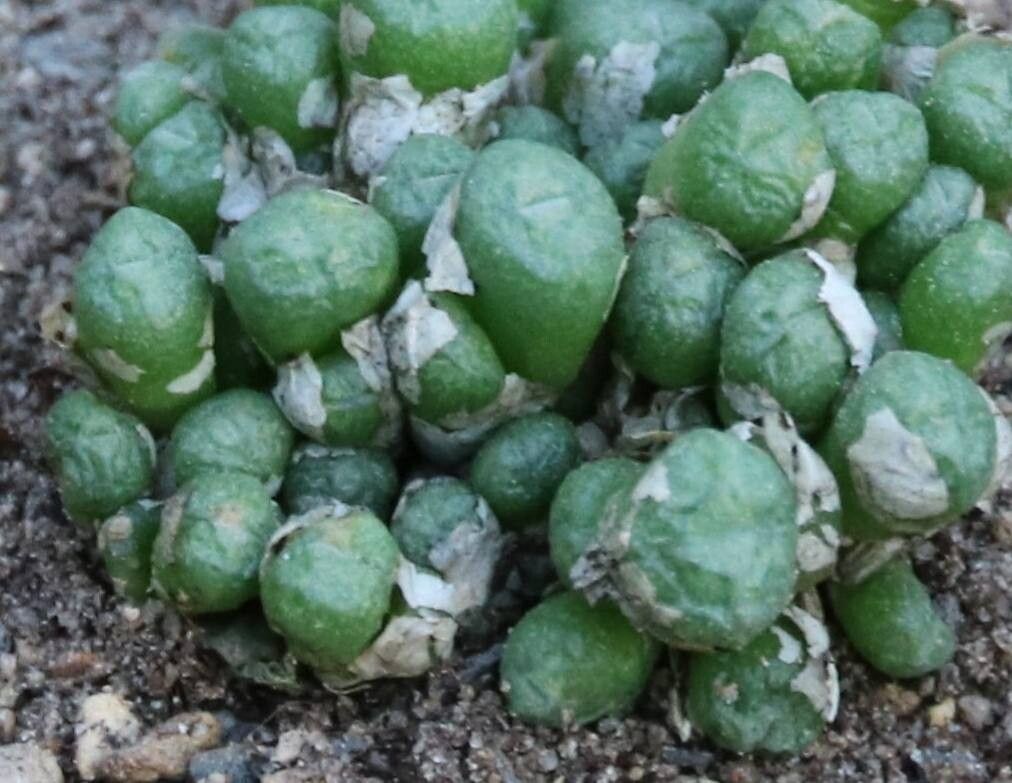 Conophytum saxetanum — houseplant care guide