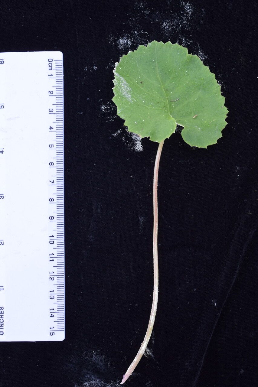 Primula rotundifolia other