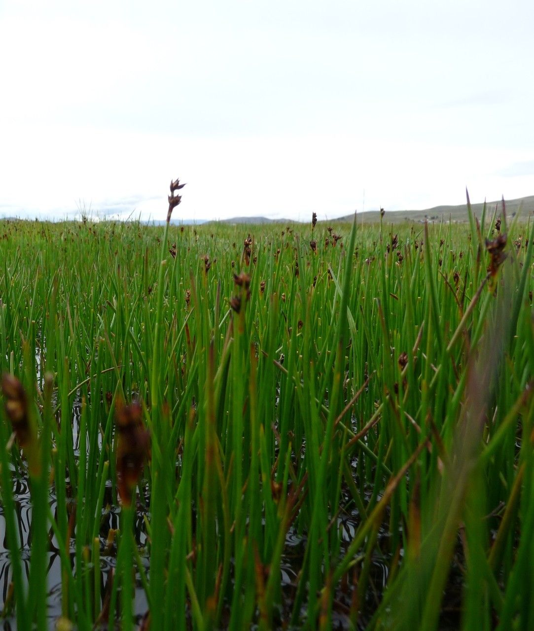 Juncus ebracteatus habit