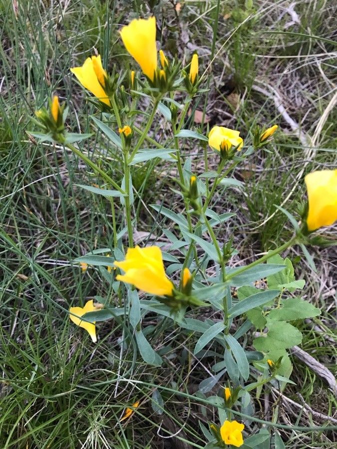 Linum campanulatum flower