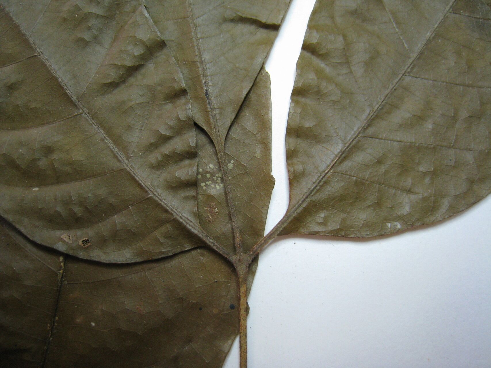 Allophylus latifolius — houseplant care guide